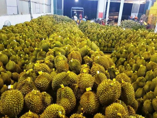 Sầu riêng xuất khẩu mang lại hiệu quả kinh tế - xã hội to lớn